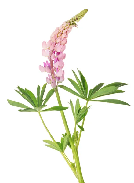 Lichte kleur lupine bloem geïsoleerd op wit — Stockfoto