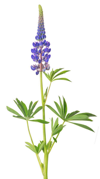 lilac lupine flower in green leaves on white