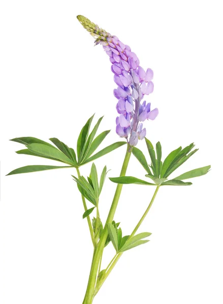 Светло-фиолетовый цветок люпина изолирован на белом — стоковое фото