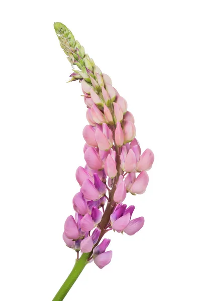 Dunkelrosa Lupine isoliert auf weiß — Stockfoto