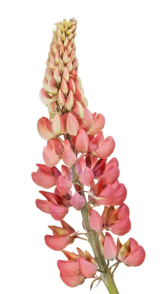 白で隔離された濃い赤のルピナスの花 — ストック写真