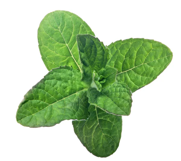 Dark green spearmint isolated leaves — Stock Photo, Image
