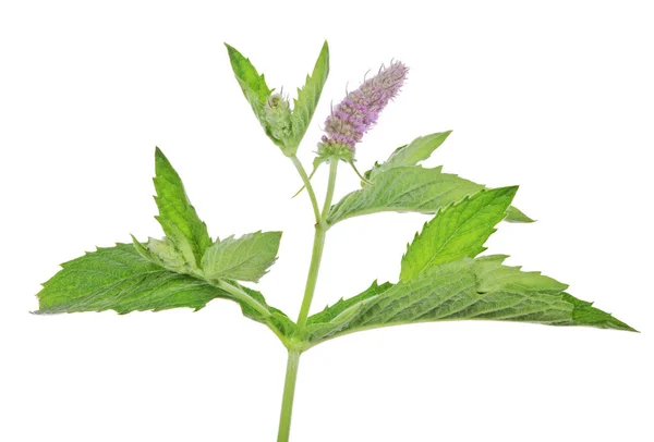 Dark green mint leaves with lilac flowers — Stock Photo, Image