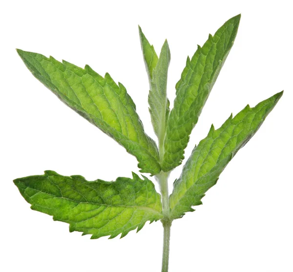 Joven verde oscuro seis hojas rama de menta — Foto de Stock