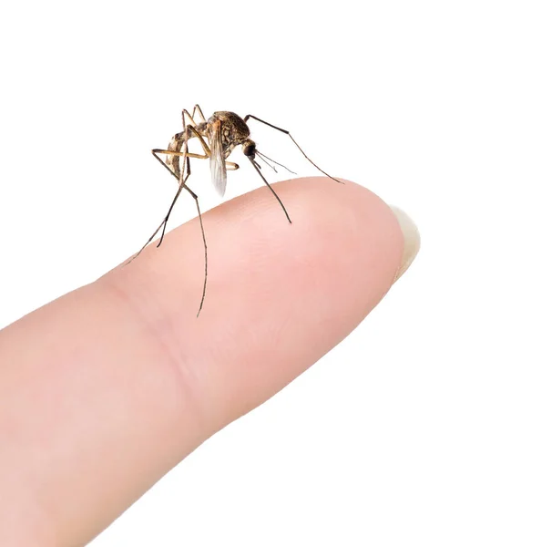 Pequeno mosquito no dedo da mulher — Fotografia de Stock