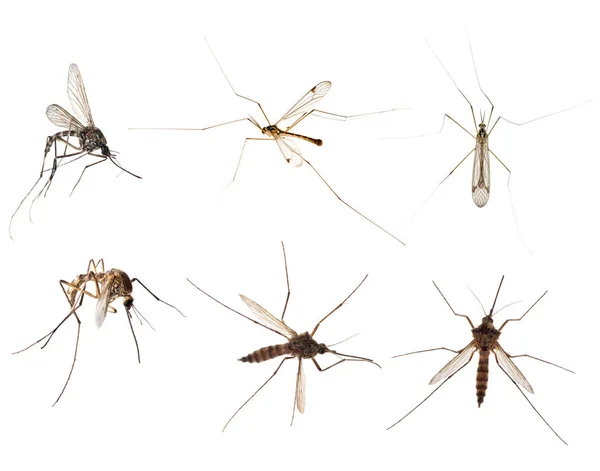 Six mosquitoes isolated on white — Stock Photo, Image
