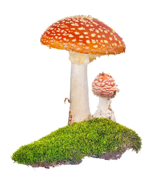 Two orange fly agarics in green moss on white — Stock Photo, Image