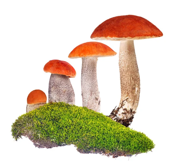 Four orange-cap boletus in green moss isolated on white — Stock Photo, Image