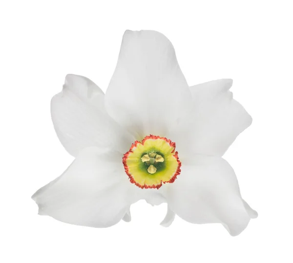 White isolated bloom of narcissus — Stock Photo, Image