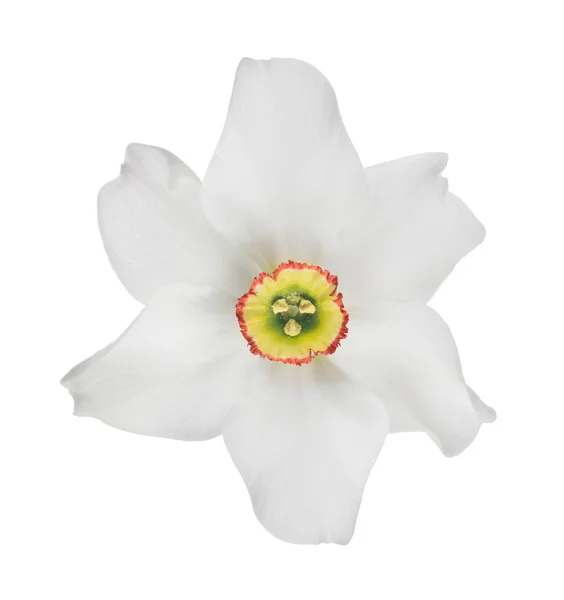 Isolated bloom of white narcissus — Stock Photo, Image