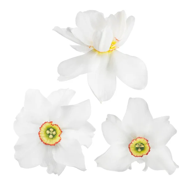 Tres narcisos claros florecen aislados sobre blanco — Foto de Stock