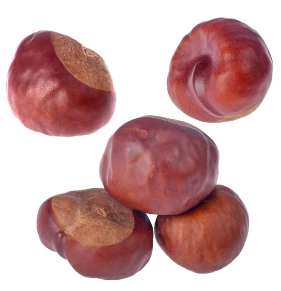 Set of brown chestnuts isolated on white — Stock Photo, Image