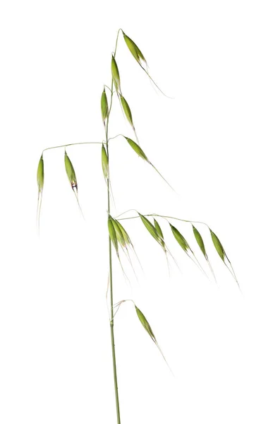 Isolated on white green oat — Stock Photo, Image