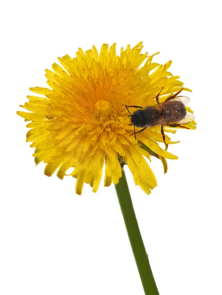 Isolated bright single dandelion with bee — Stock Photo, Image