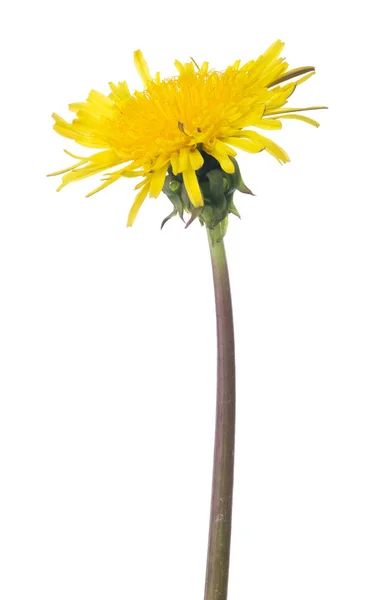 Желтый яркий цветок одуванчика изолирован на белом — стоковое фото
