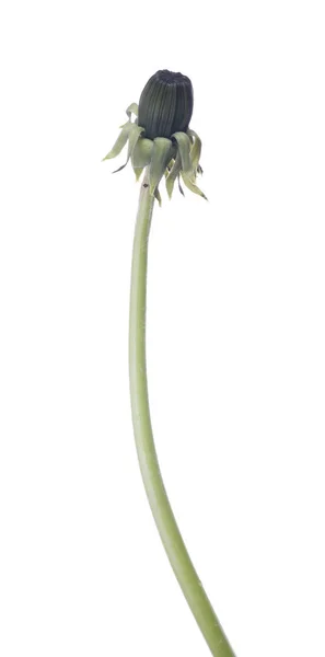 Green dandelion bud on long stem — Stock Photo, Image