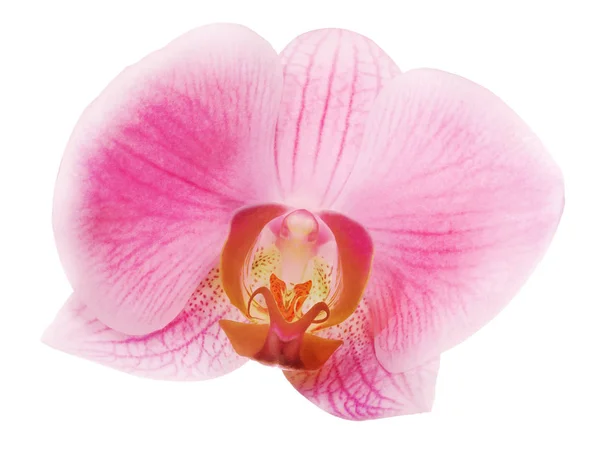 Orchidea rossa singola con centro scuro — Foto Stock