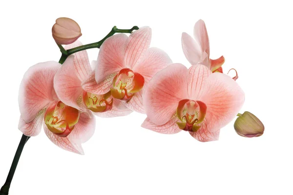 Zweig mit roten Orchideenblüten und Knospen — Stockfoto