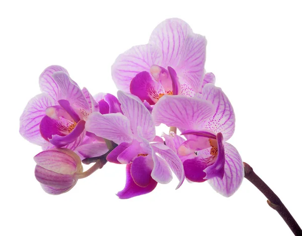 Malá růžová orchidej izolované kvetoucí větev — Stock fotografie