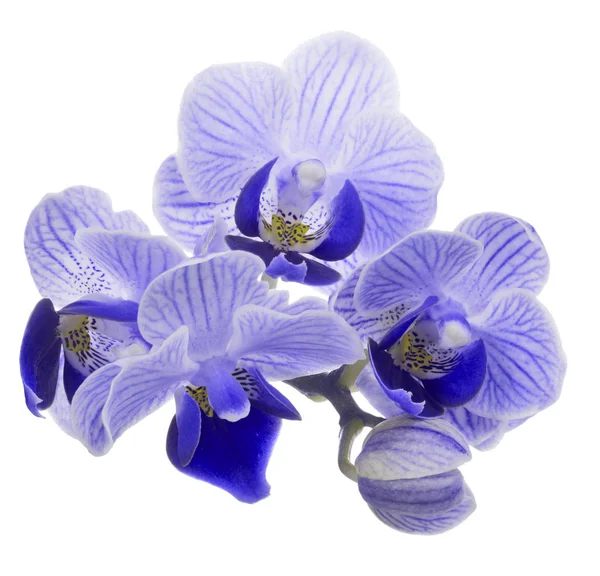 Kis kék orhid izolált virág — Stock Fotó