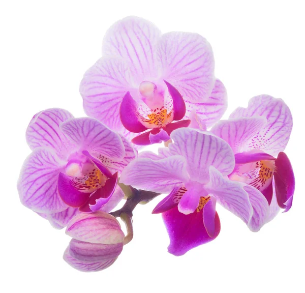 Malá růžová orchidej izolované květy — Stock fotografie