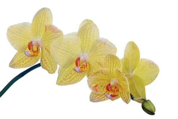 Fine lemon yellow orchids in red spots — Stock Photo, Image