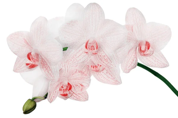 Exuberantes orquídeas blancas en puntos rojos — Foto de Stock