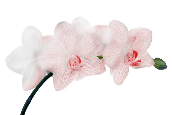 Orquídeas finas blancas en manchas rojas — Foto de Stock