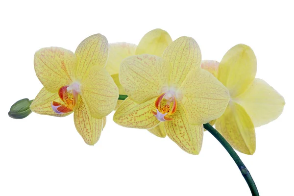 Lemon yellow fine orchids in red spots — Stock Photo, Image