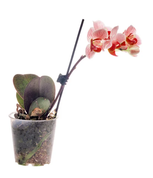 Orchid with small red blooms in pot — Stock Photo, Image