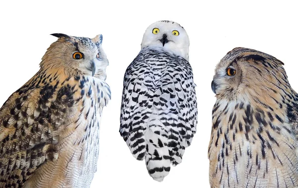 Three isolated on white owls — Stock Photo, Image