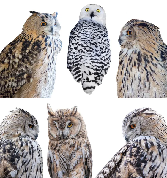 Six grey owls isolated on white background — Stock Photo, Image