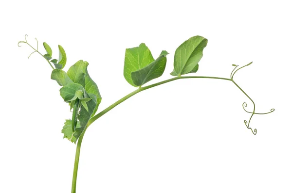 Caule de ervilha verde isolado em branco — Fotografia de Stock
