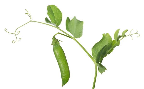 Isolated ripe pea on green stem — Stock Photo, Image