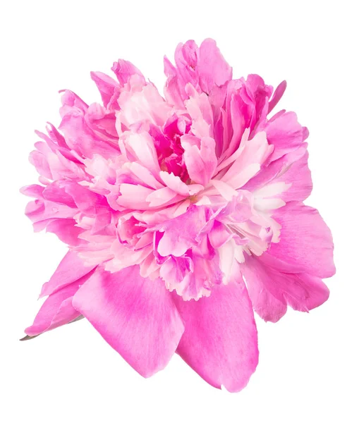 Pink peony flower bloom isolated on white — Stock Photo, Image