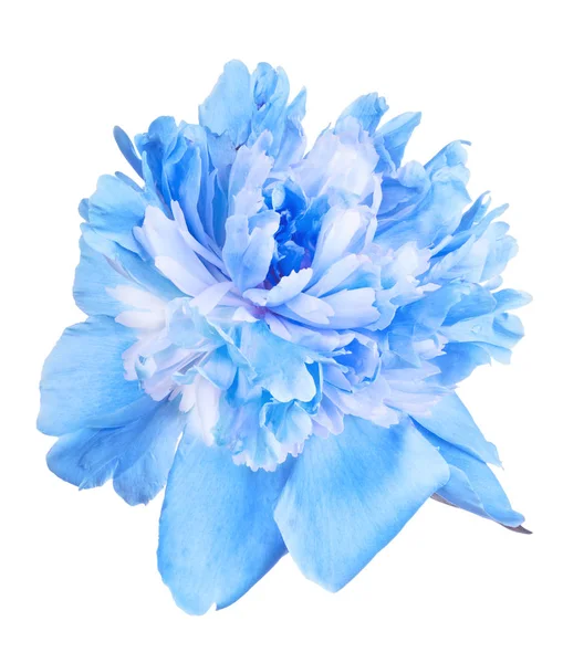 Blue peony flower bloom isolated on white — Stock Photo, Image
