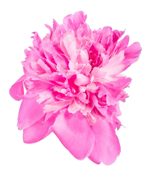 Pink peony flower bloom on white — ストック写真