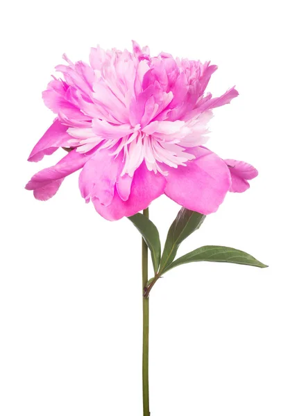 Isolerad rosa pion blomma med gröna blad — Stockfoto