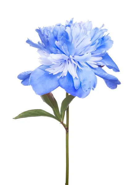 Isolated blue peony flower with green leaves — Stock Photo, Image