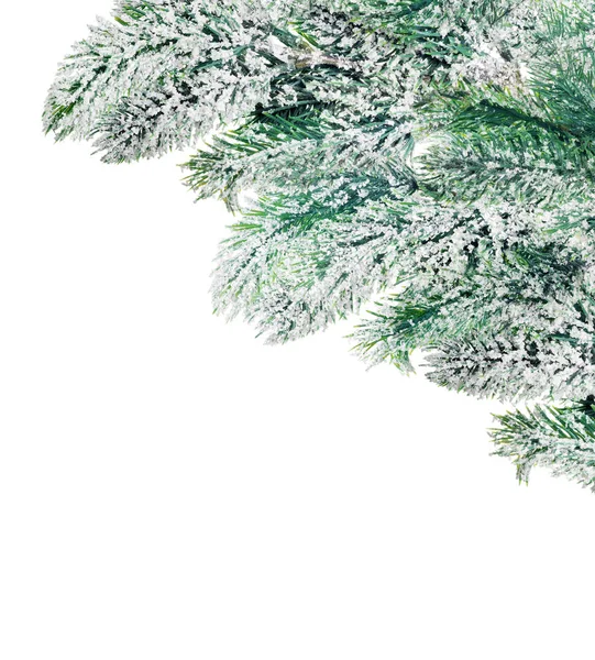 Canto de galhos de árvore de pinheiro azul na neve — Fotografia de Stock
