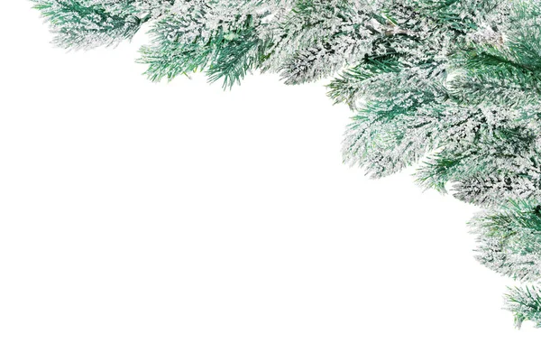 Coin de branches de pin bleu dans la neige — Photo