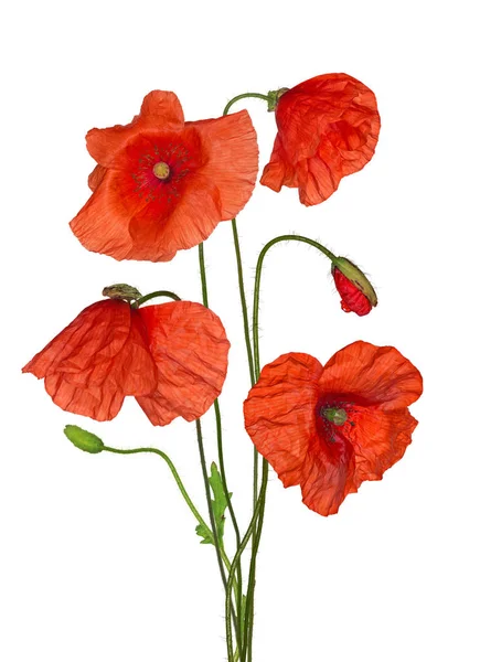 Divoký červený mák květiny izolované parta — Stock fotografie