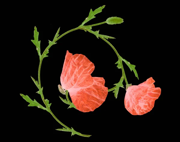 Rood papaver bloem ornament element op zwart — Stockfoto