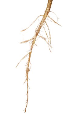 Beyazın üzerinde izole edilmiş eski bitki kökü