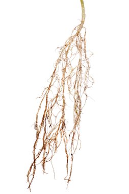 bitki kökü beyaza izole edilmiş