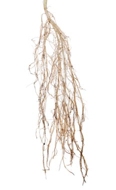 Beyaz bitki hafif yemyeşil kökleri üzerinde izole edilmiş