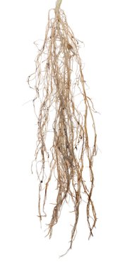 Beyaz bitkinin kahverengi yemyeşil kökü üzerinde izole edilmiş