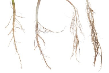 Beyaz üzerine dört bitki kökü koleksiyonu