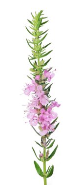 Çiçek açan dallar beyazlar üzerinde izole edilmiş.