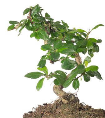 Topraktaki küçük yeşil ağaç